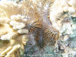 Thorn Crown the reefkiller
They can make a reef kompetly... by Hansruedi Wuersten 